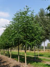 Attēlu rezultāti vaicājumam “Pterocarya fraxinifolia”