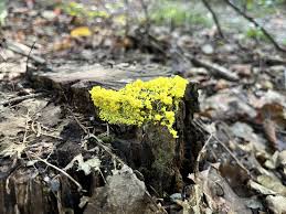 Attēlu rezultāti vaicājumam “Fuligo septica var. candida spores”