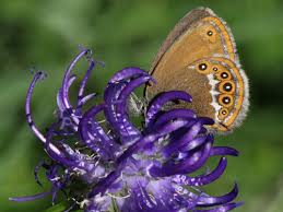 Attēlu rezultāti vaicājumam “Coenonympha hero”