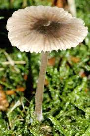 Attēlu rezultāti vaicājumam “Mycena purpureofusca”