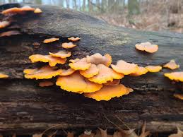 Attēlu rezultāti vaicājumam “Phyllotopsis nidulans”