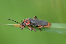 Attēlu rezultāti vaicājumam “Cantharis rustica”