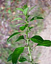 Attēlu rezultāti vaicājumam “Chenopodium polyspermum var. acutifolium flower”