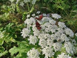 Attēlu rezultāti vaicājumam “Heracleum sosnowskyi flower”