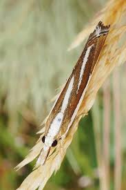 Attēlu rezultāti vaicājumam “Catoptria fulgidella”