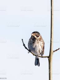 Attēlu rezultāti vaicājumam “Emberiza schoeniclus male”