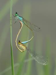 Attēlu rezultāti vaicājumam “Ischnura elegans”