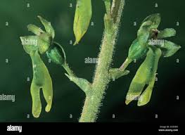 Attēlu rezultāti vaicājumam “Listera ovata bud”