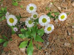 Attēlu rezultāti vaicājumam “Erigeron annuus flower”