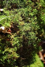 Attēlu rezultāti vaicājumam “Abietinella abietina”