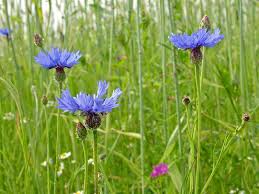 Image result for Centaurea cyanus