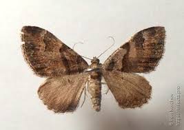 Attēlu rezultāti vaicājumam “Catarhoe rubidata”