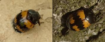 Attēlu rezultāti vaicājumam “Diaperis boleti”