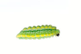 Attēlu rezultāti vaicājumam “Euphydryas maturna pupa”