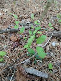 Attēlu rezultāti vaicājumam “Lonicera ferdinandii fruit”