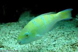 Image result for Chlorurus gibbus