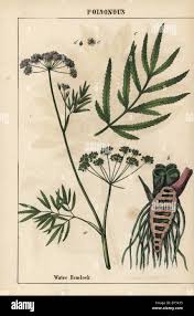 Attēlu rezultāti vaicājumam “Cicuta virosa leaf”