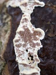 Attēlu rezultāti vaicājumam “Ceriporiopsis resinascens”