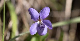 Attēlu rezultāti vaicājumam “Viola riviniana flower”