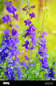 Image result for Delphinium consolida