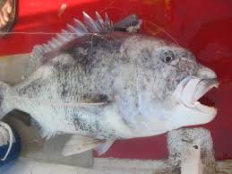 Image result for Cymatoceps nasutus