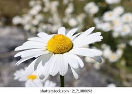 Attēlu rezultāti vaicājumam “Tripleurospermum inodorum flower”