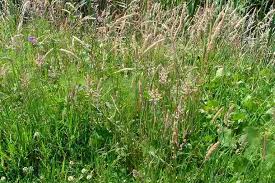 Attēlu rezultāti vaicājumam “Holcus lanatus”