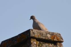 Attēlu rezultāti vaicājumam “Streptopelia decaocto adult”