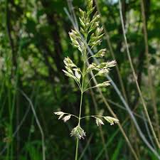 Attēlu rezultāti vaicājumam “Poa angustifolia”