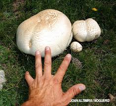 Attēlu rezultāti vaicājumam “Langermania gigantea”