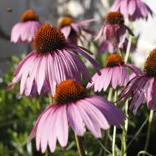 Image result for Echinacea purpurea