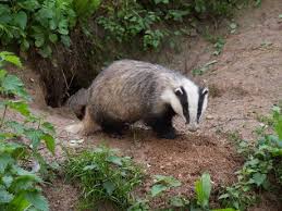 Attēlu rezultāti vaicājumam “Meles meles adult”