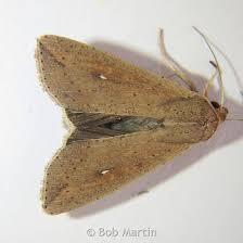 Attēlu rezultāti vaicājumam “Mythimna sp.”