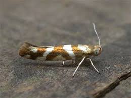 Attēlu rezultāti vaicājumam “Argyresthia semifusca”