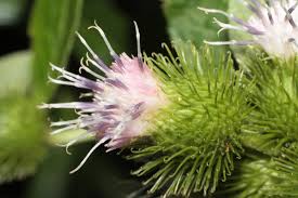 Attēlu rezultāti vaicājumam “Arctium”