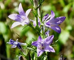 Image result for Campanula rapunculus