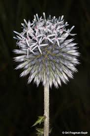 Attēlu rezultāti vaicājumam “Echinops sphaerocephalus”