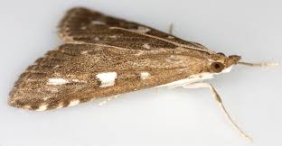 Attēlu rezultāti vaicājumam “Udea olivalis”