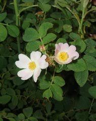 Attēlu rezultāti vaicājumam “Rosa glabrifolia”