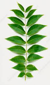 Attēlu rezultāti vaicājumam “Juglans x sinensis leaf”