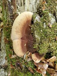 Attēlu rezultāti vaicājumam “Ischnoderma benzoinum”