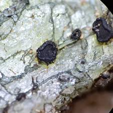 Attēlu rezultāti vaicājumam “Porpidia macrocarpa”