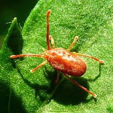 Attēlu rezultāti vaicājumam “Trombidiidae”