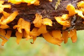 Attēlu rezultāti vaicājumam “Gymnosporangium cornutum”