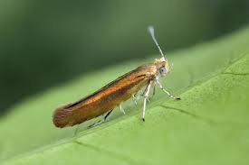 Attēlu rezultāti vaicājumam “Argyresthia goedartella”