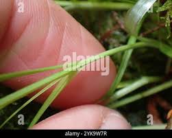 Attēlu rezultāti vaicājumam “Carex disperma”