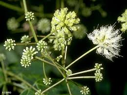 Attēlu rezultāti vaicājumam “Arenaria procera leaf”