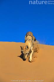 Image result for canis lupus arabs