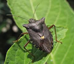 Attēlu rezultāti vaicājumam “Pentatomidae”