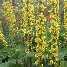 Attēlu rezultāti vaicājumam “Verbascum nigrum flower”